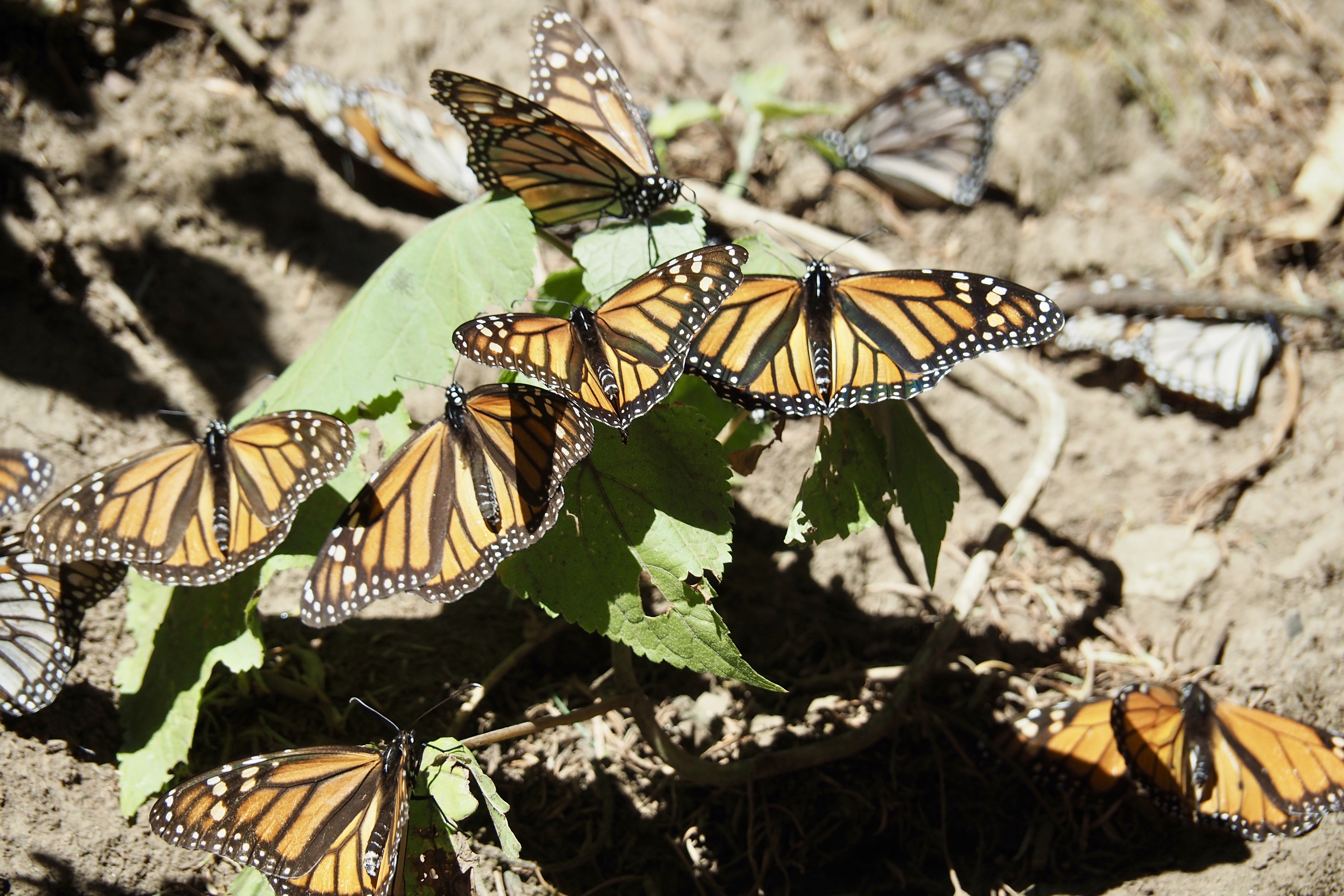 OLYMPUS DIGITAL CAMERA